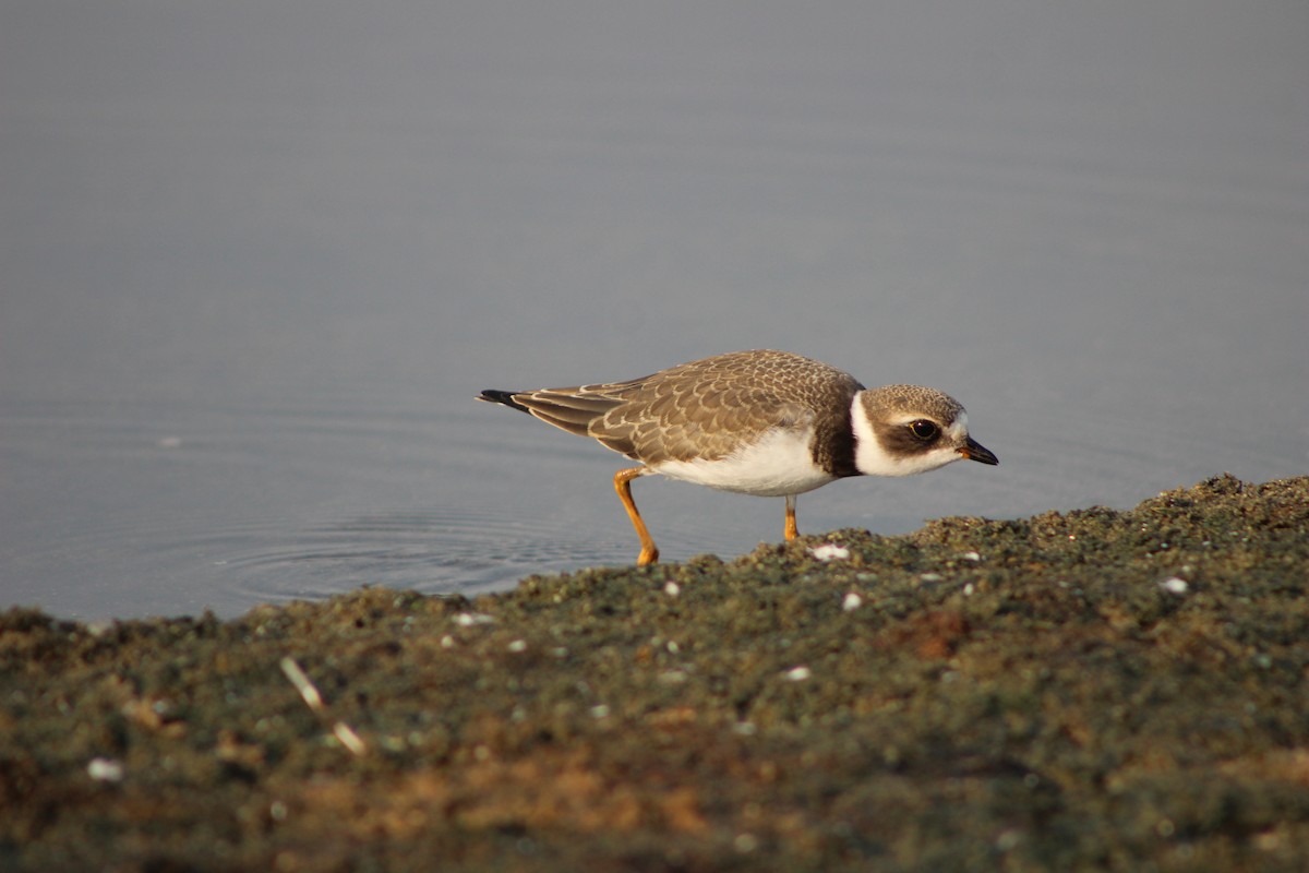 Semipalmated Plover - ML257661031