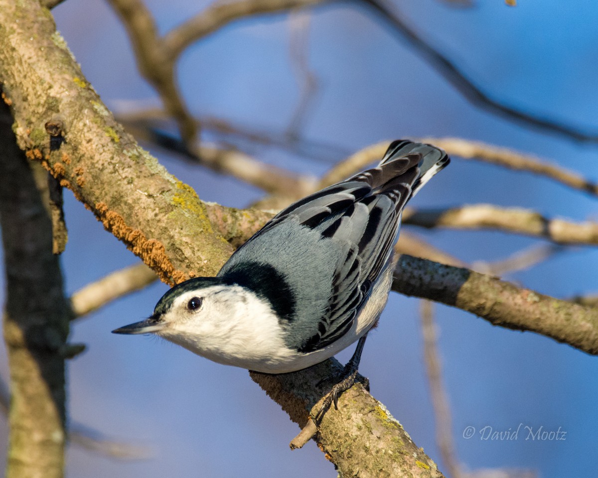 White-breasted Nuthatch - ML25766851
