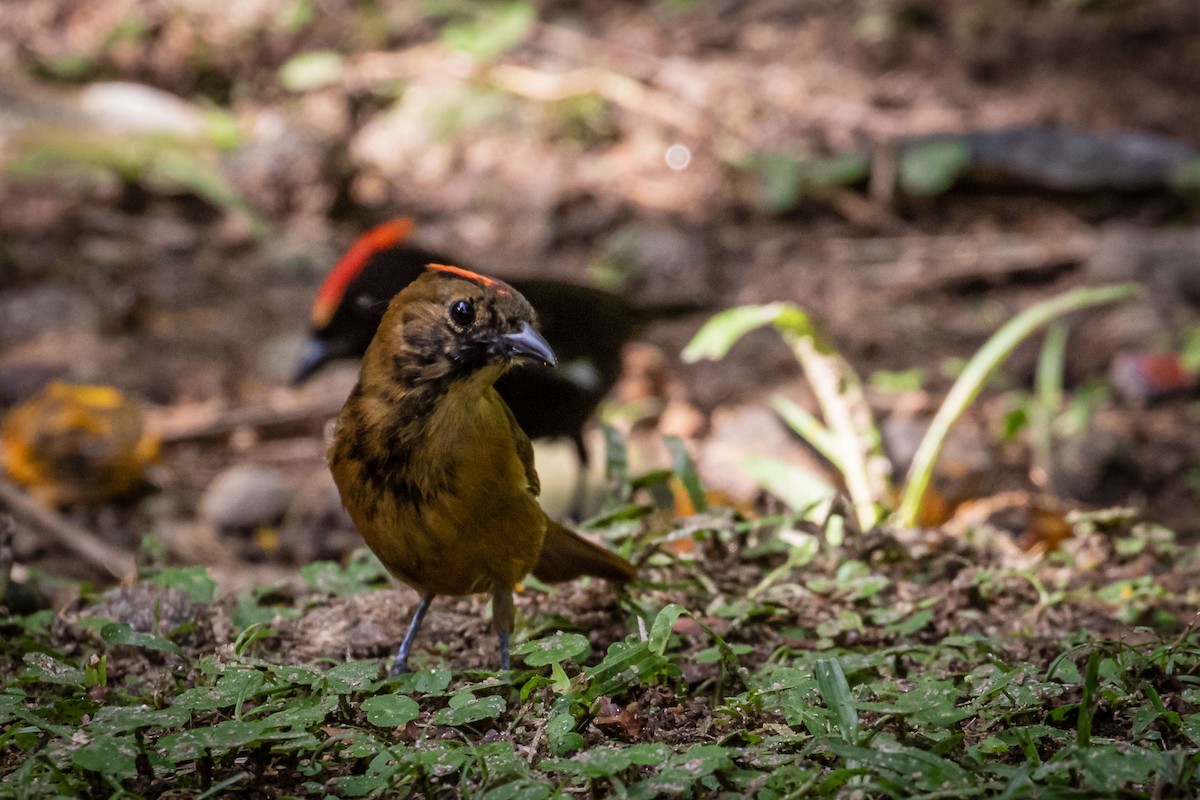 Flame-crested Tanager (Flame-crested) - Eden Fontes