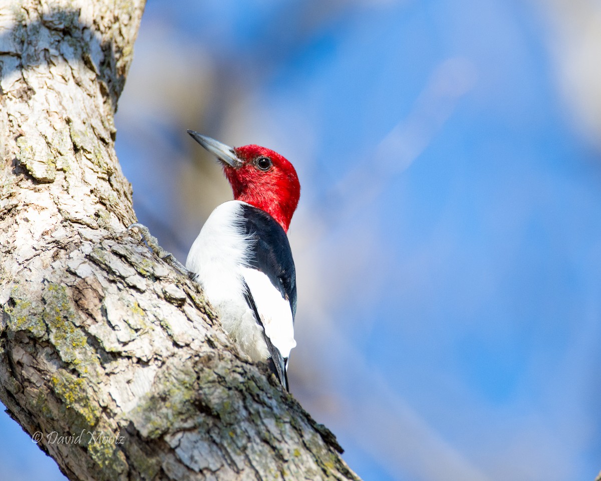 Red-headed Woodpecker - ML25766901