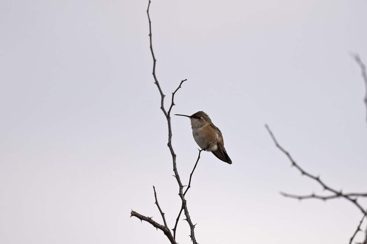 Rufous Hummingbird - ML257671551