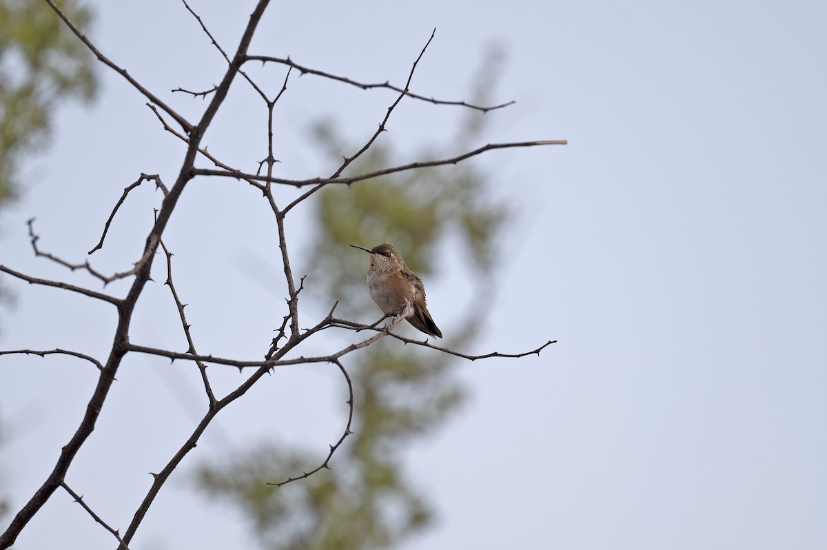 Rufous Hummingbird - ML257671561