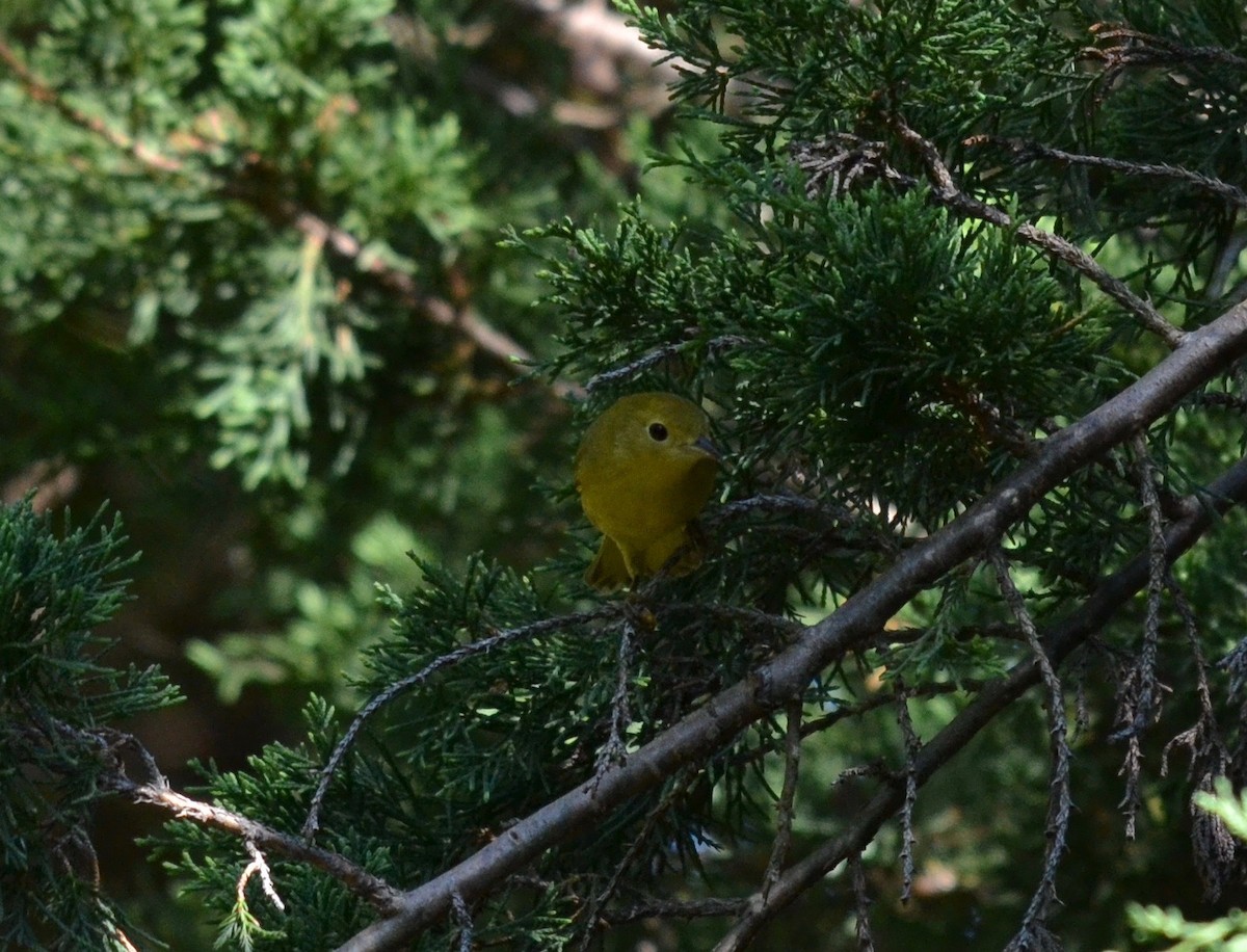 Yellow Warbler (Northern) - ML257673251