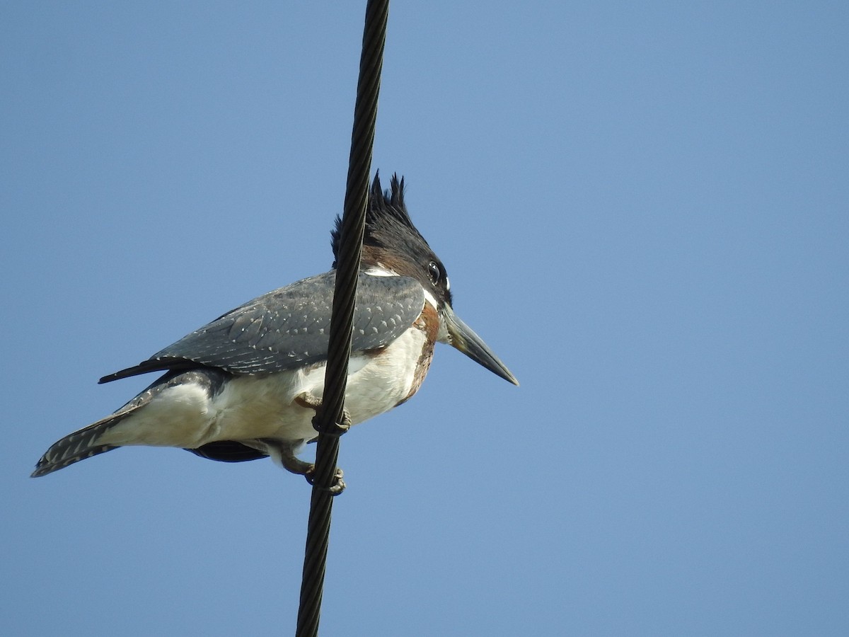 Belted Kingfisher - ML257673451