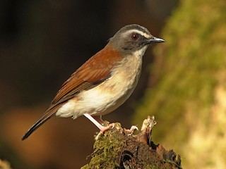  - Brown-chested Alethe (Chestnut-backed)
