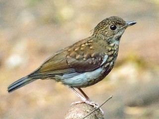 幼鳥 (Brown-chested) - Peter  Steward - ML257676361