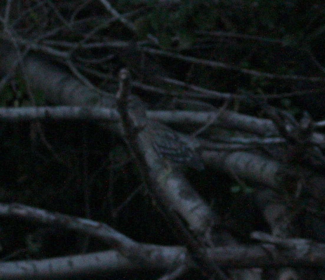 Black-crowned Night Heron - ML257676761