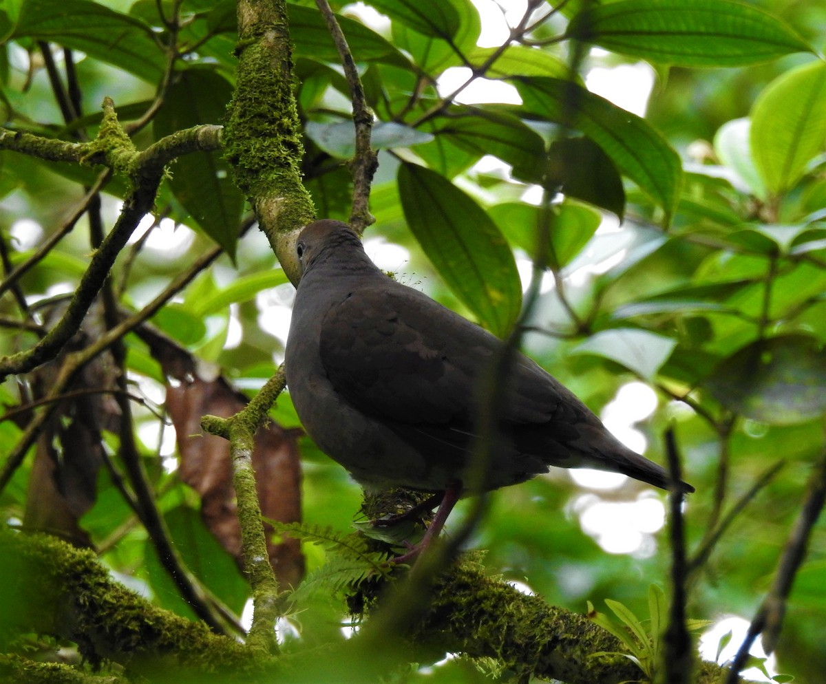 Gray-chested Dove - ML257677751