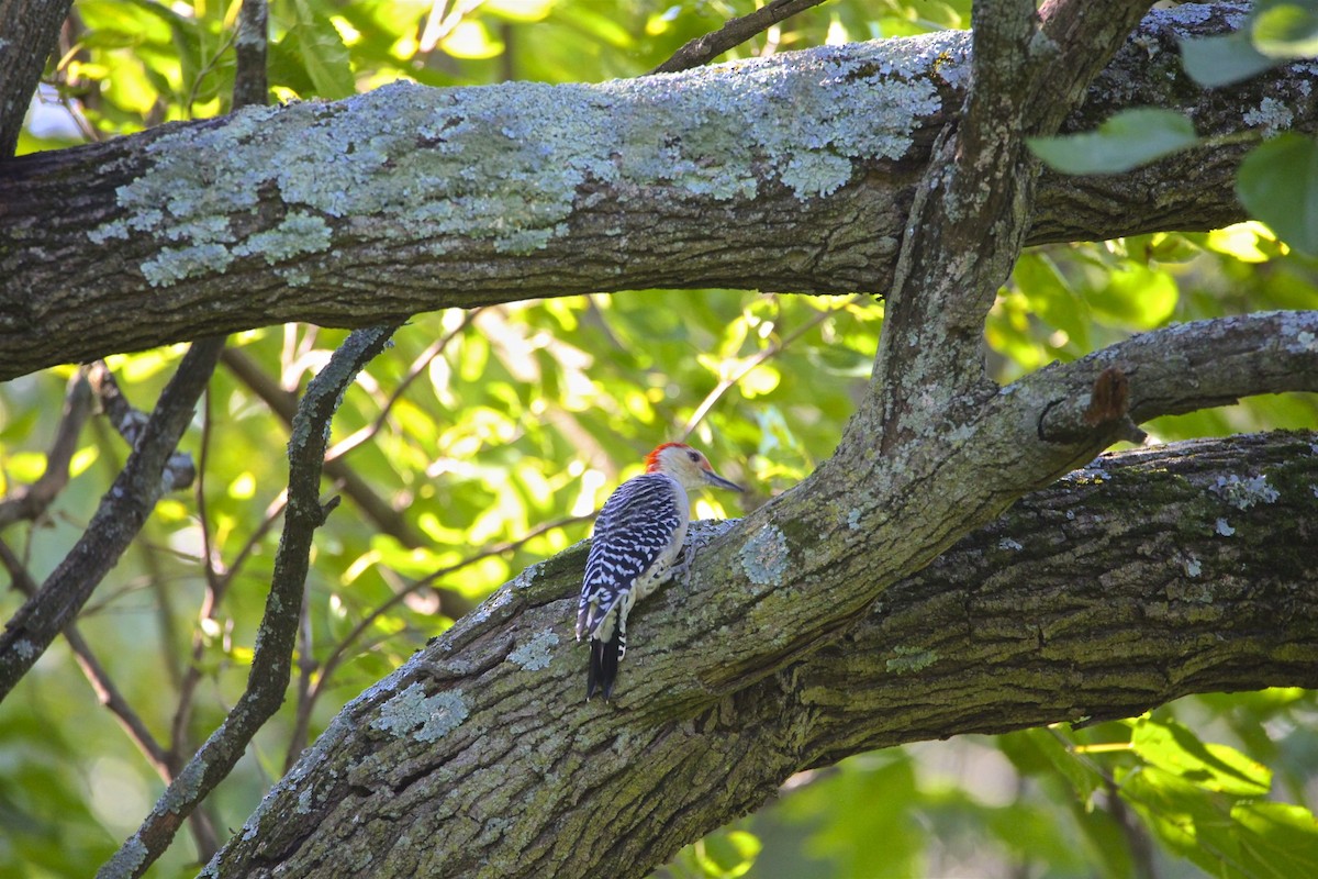 Red-bellied Woodpecker - ML257679961