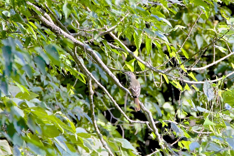 Great Crested Flycatcher - ML257680081