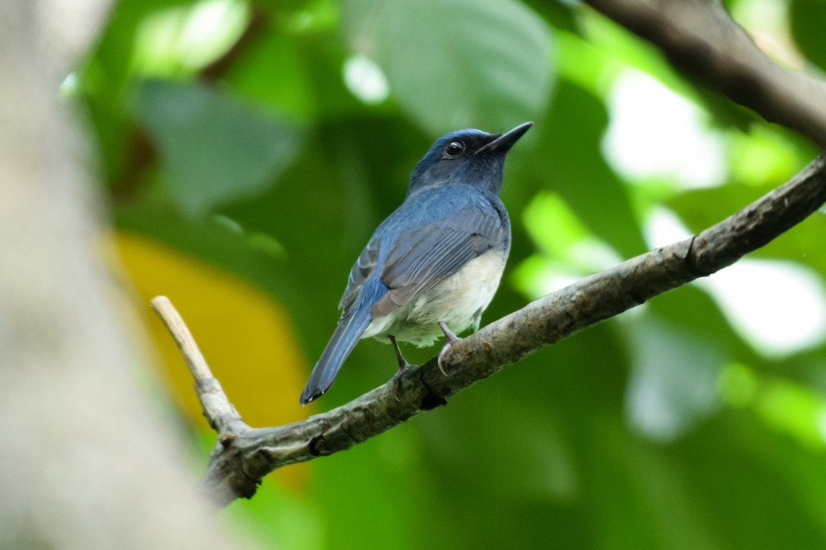 Hainan Blue Flycatcher - Teeranan Tinpook
