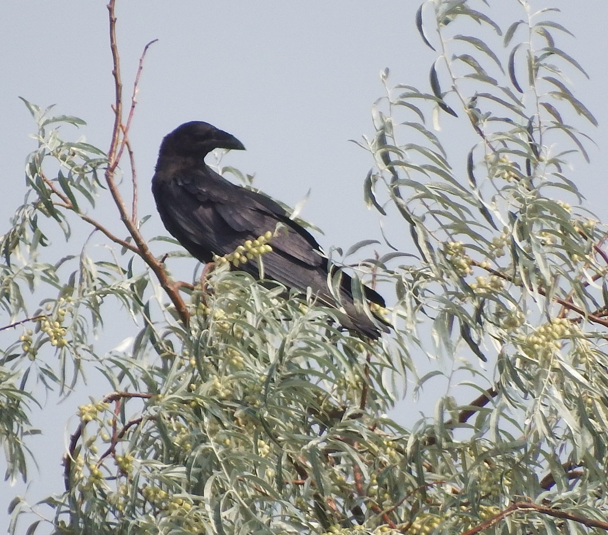 Chihuahuan Raven - ML257680691
