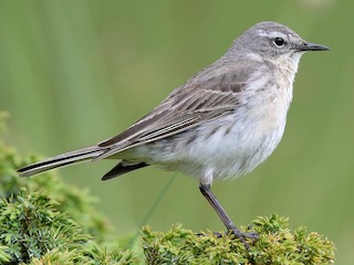  - Water Pipit