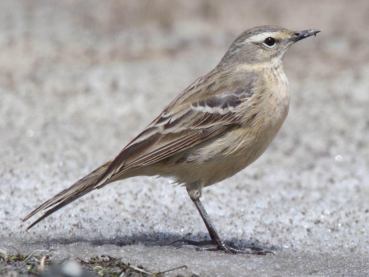 Water Pipit - Lars Petersson
