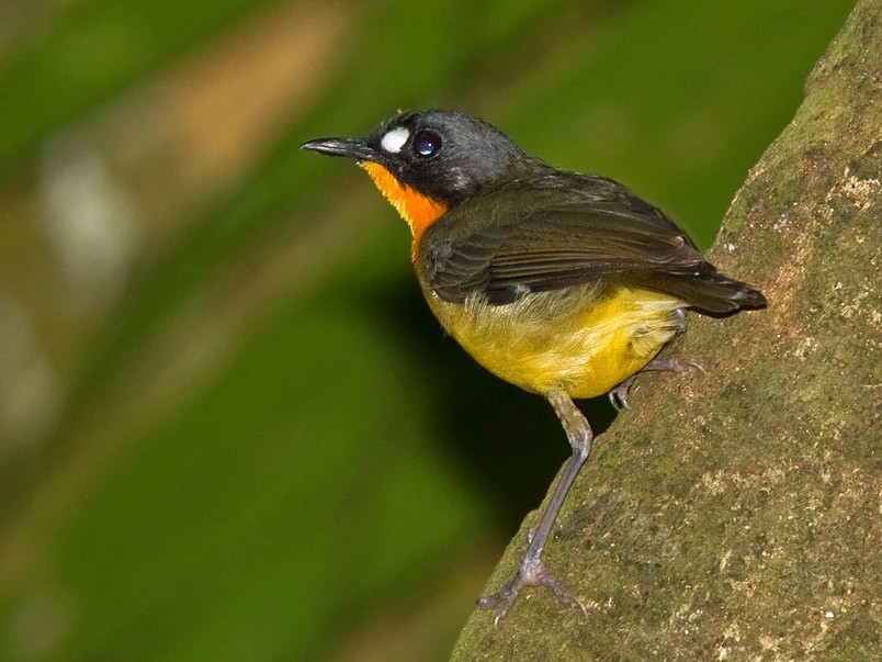 Yellow-breasted Forest Robin - Niall D Perrins