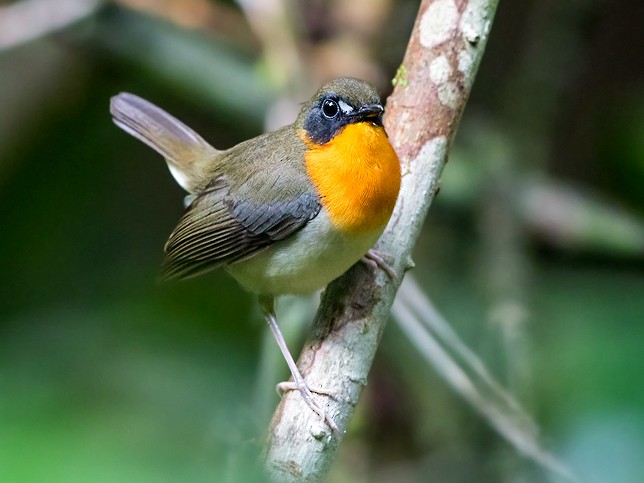 Orange-breasted Forest Robin - eBird