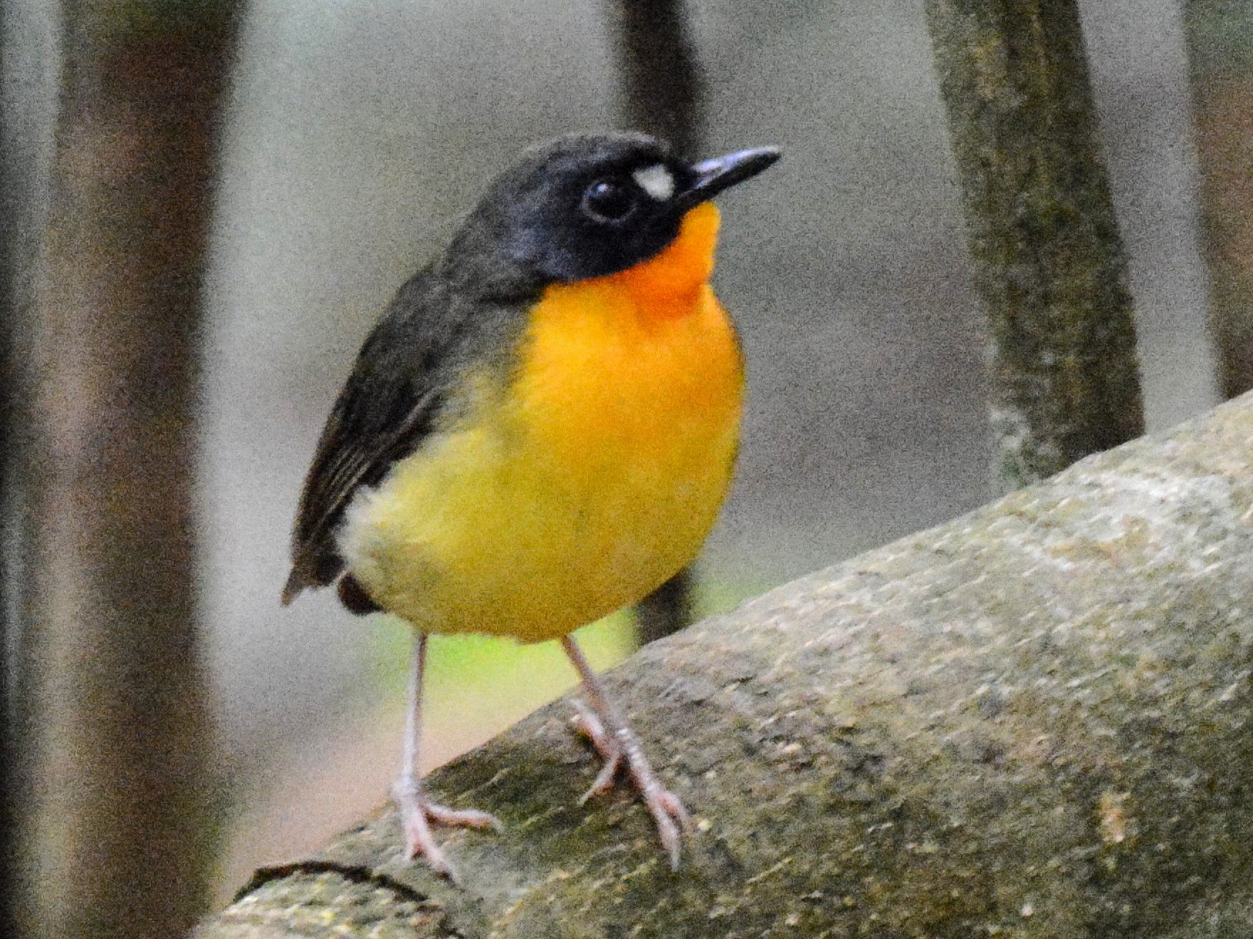 Yellow-breasted Forest Robin - Kyle Kittelberger