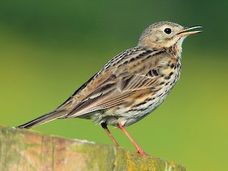  - Meadow Pipit