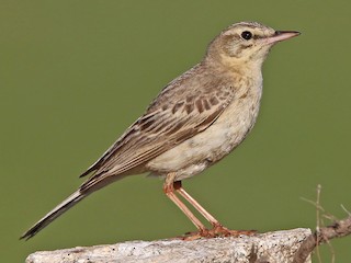  - Tawny Pipit