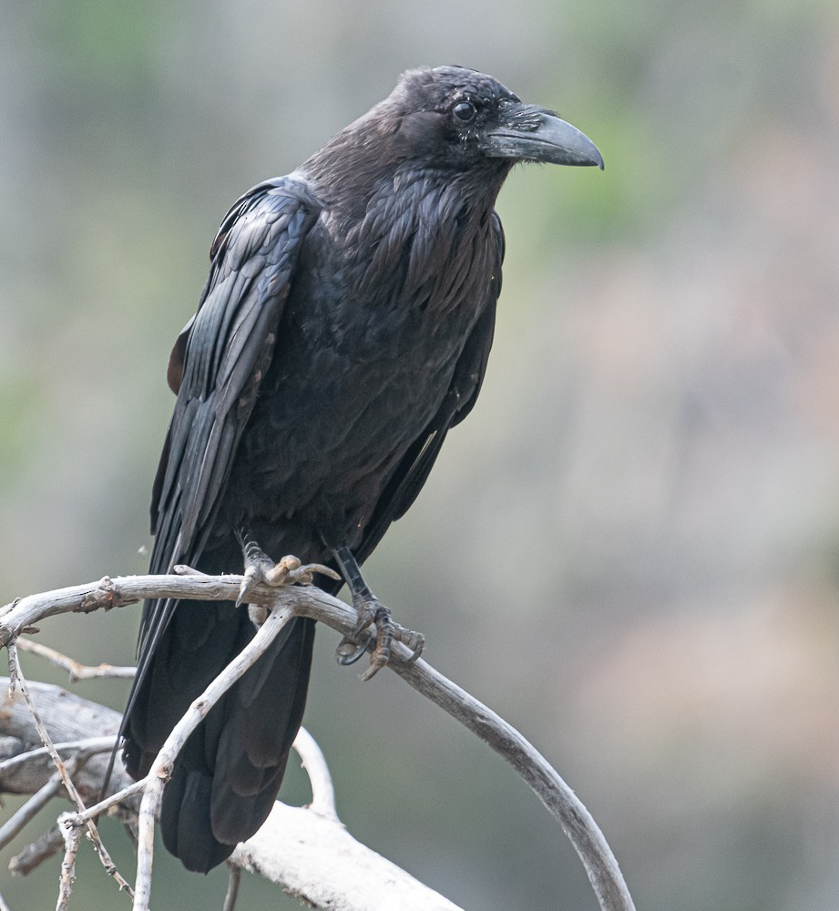 Common Raven - Bert Filemyr