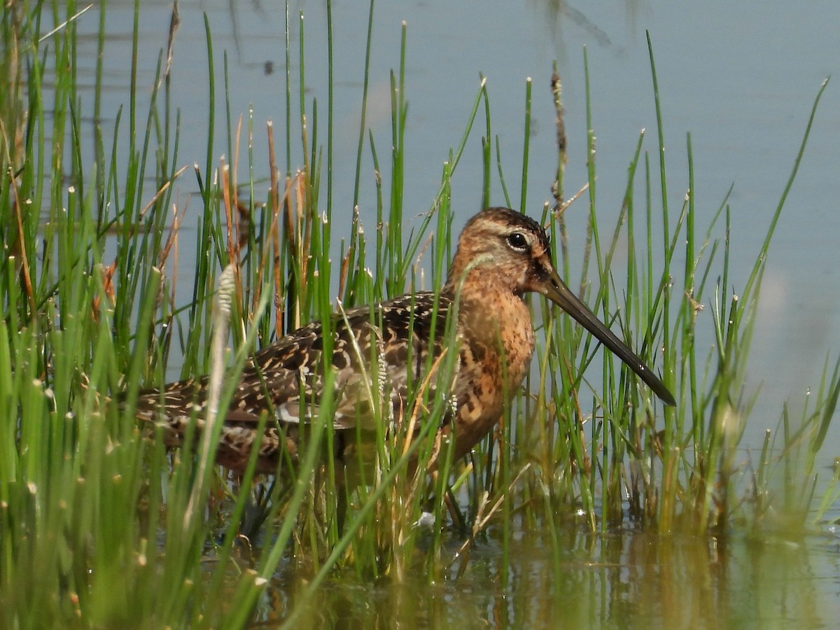Long-billed Dowitcher - ML257690891