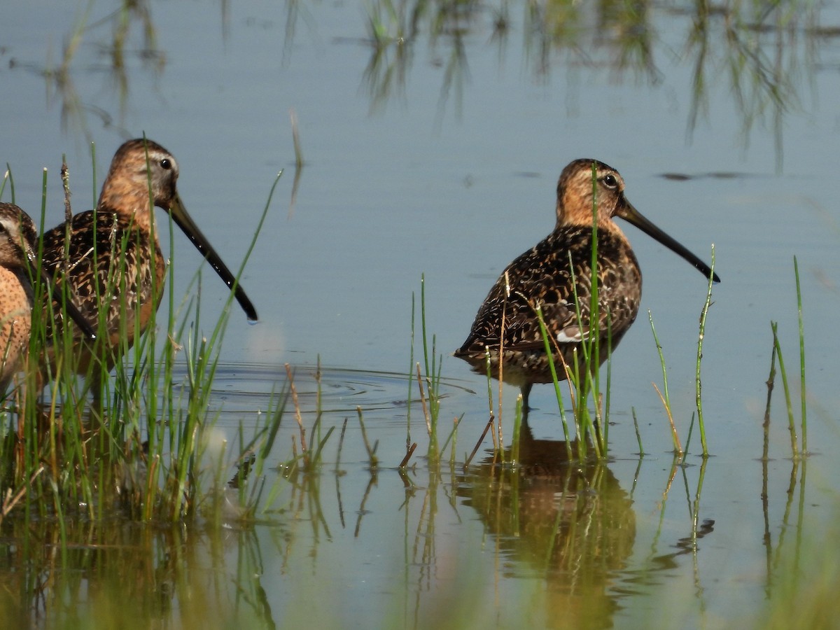 Long-billed Dowitcher - ML257690911