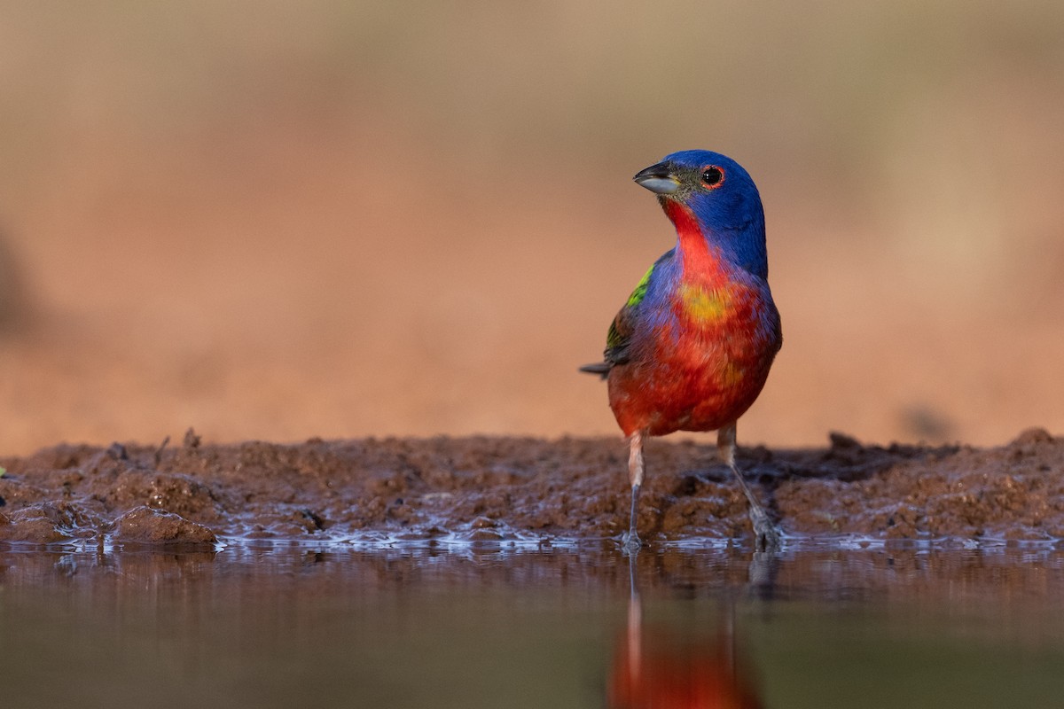 Painted Bunting - ML257694371