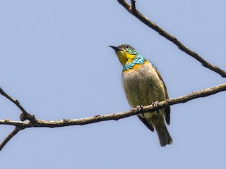 雄鳥 (Yellow-throated) - Jim Hully - ML257694521