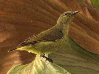 雌鳥 (Gray-throated) - Andreas Boe - ML257694541