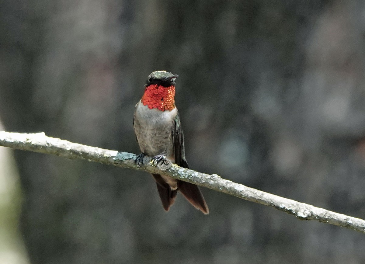 Ruby-throated Hummingbird - ML257695241