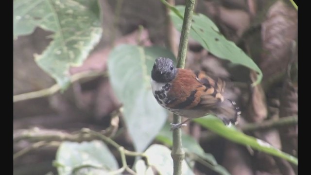 Spotted Antbird - ML257698661