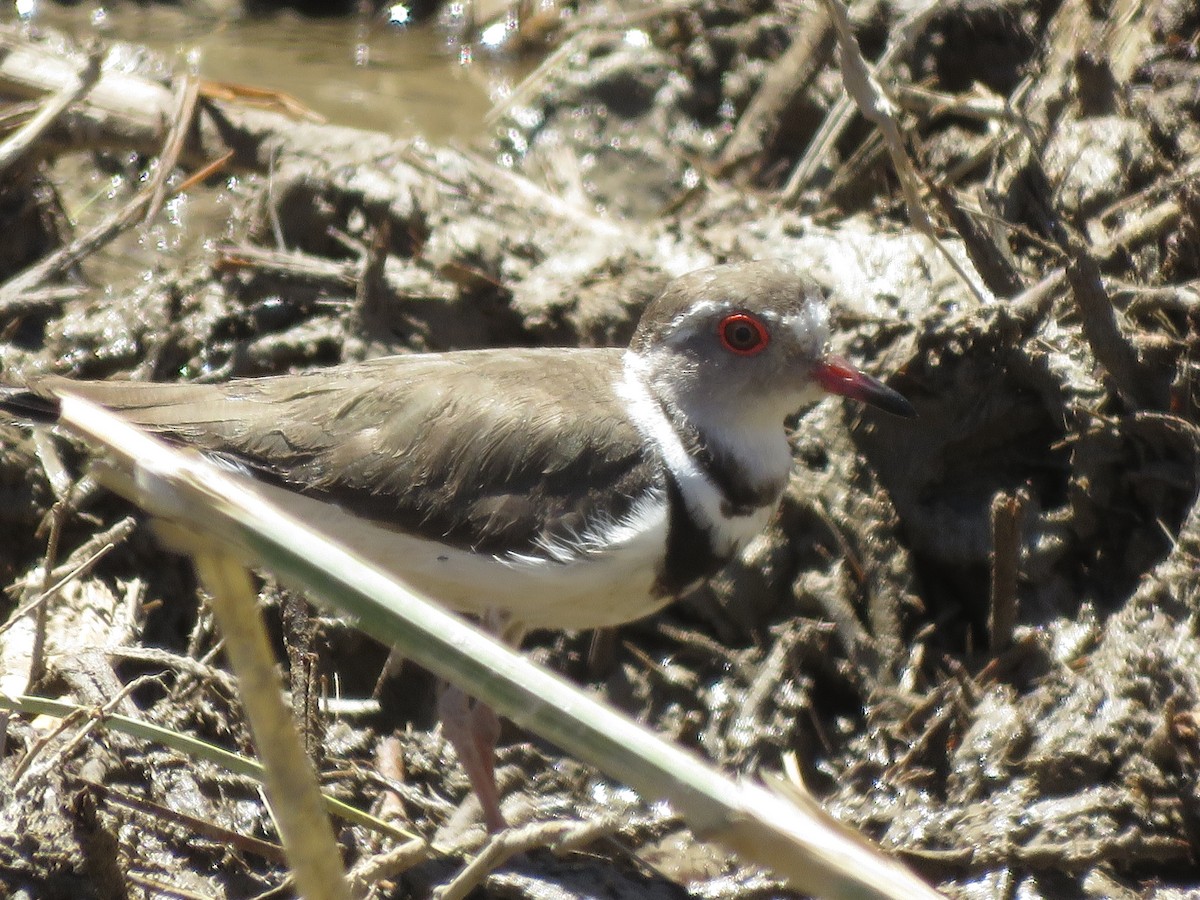 Three-banded Plover - ML257704151