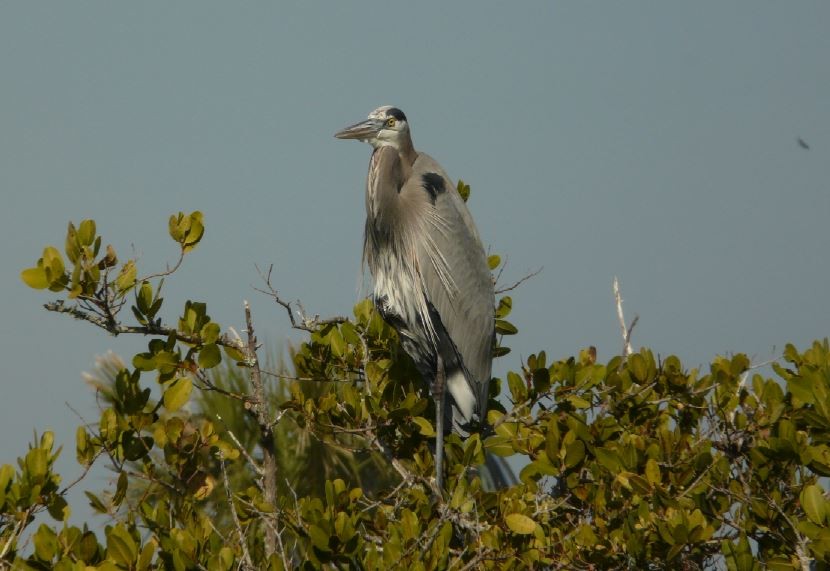 Great Blue Heron (Great Blue) - Bill Pranty