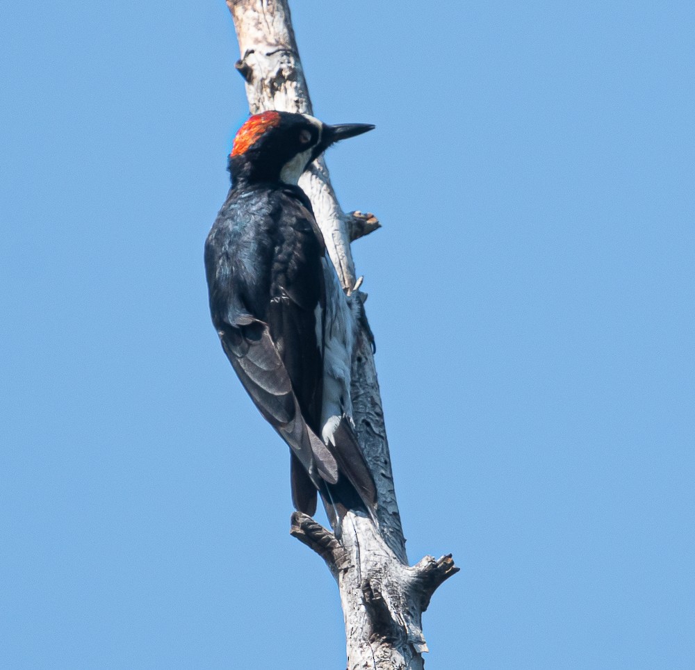 Acorn Woodpecker - Bert Filemyr