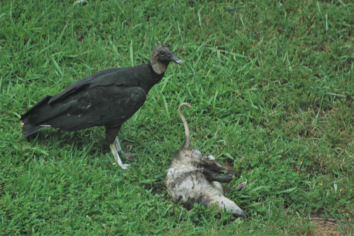 Black Vulture - David Hollie