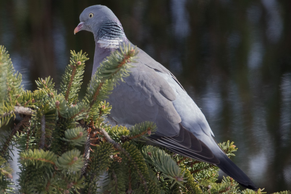 Common Wood-Pigeon (White-necked) - ML25771831