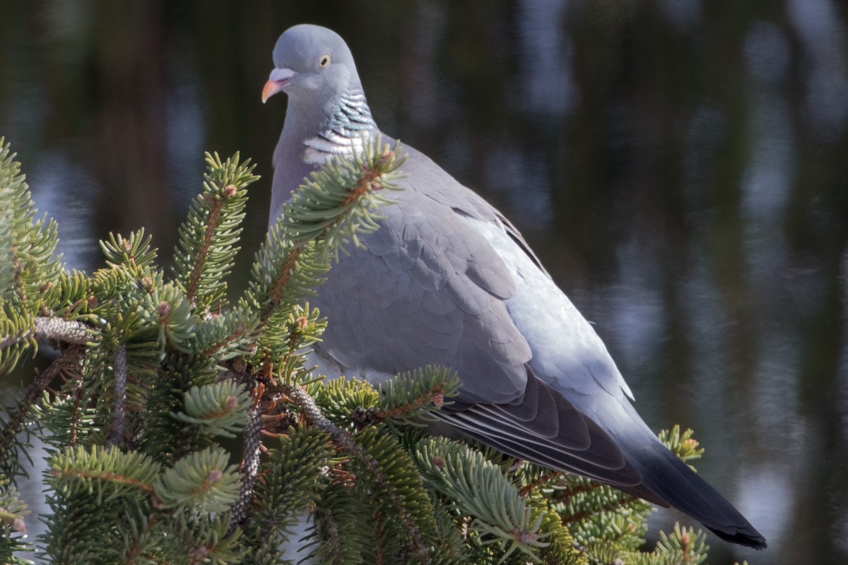 Common Wood-Pigeon (White-necked) - ML25771841