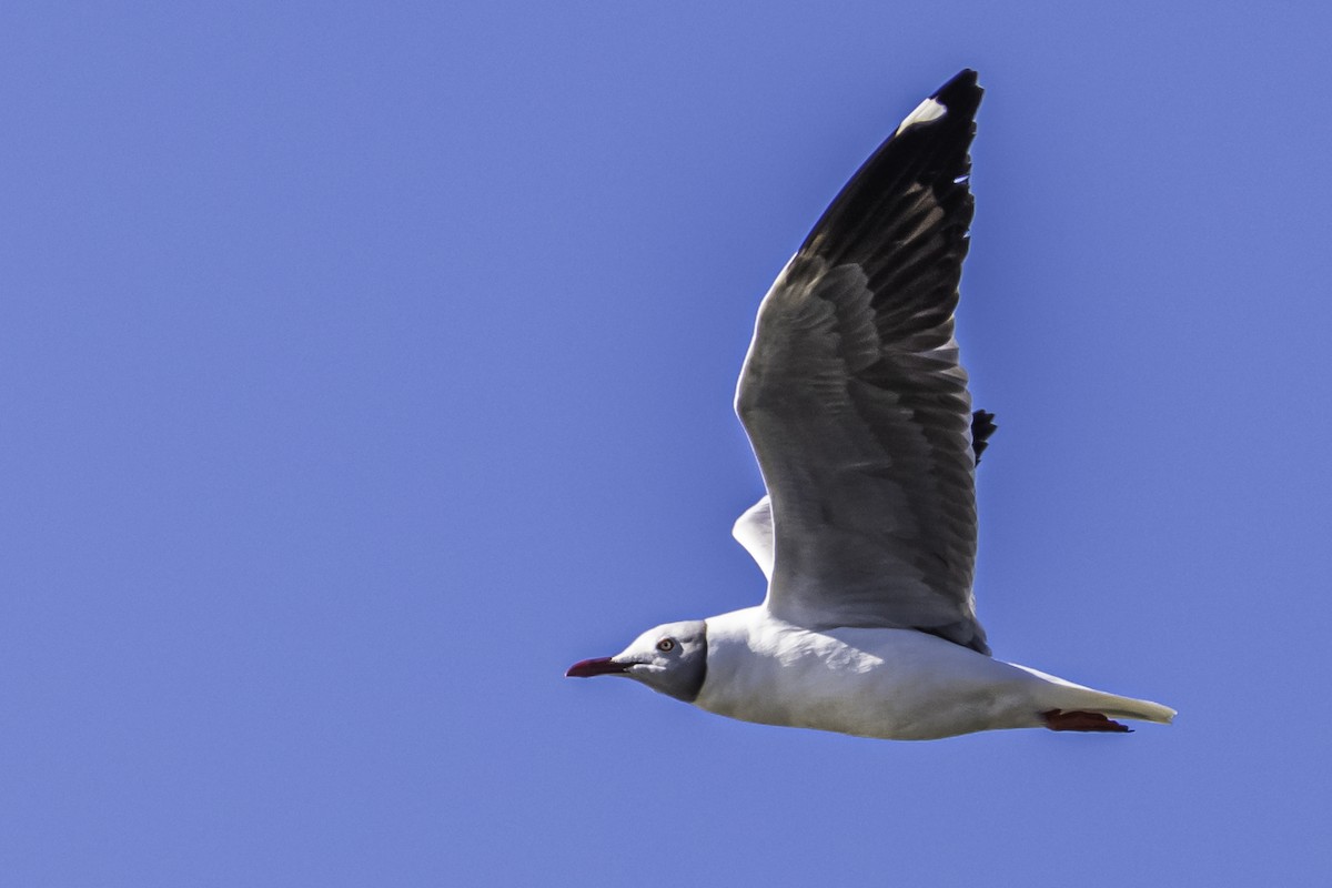 Gray-hooded Gull - Amed Hernández