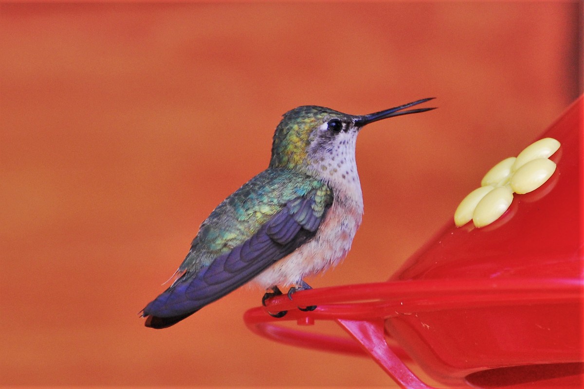 Calliope Hummingbird - David Hollie