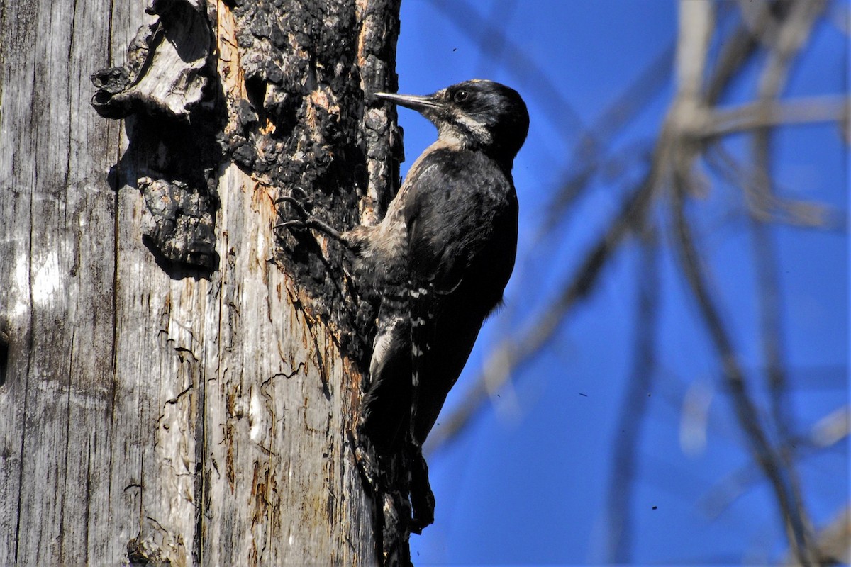 Black-backed Woodpecker - David Hollie