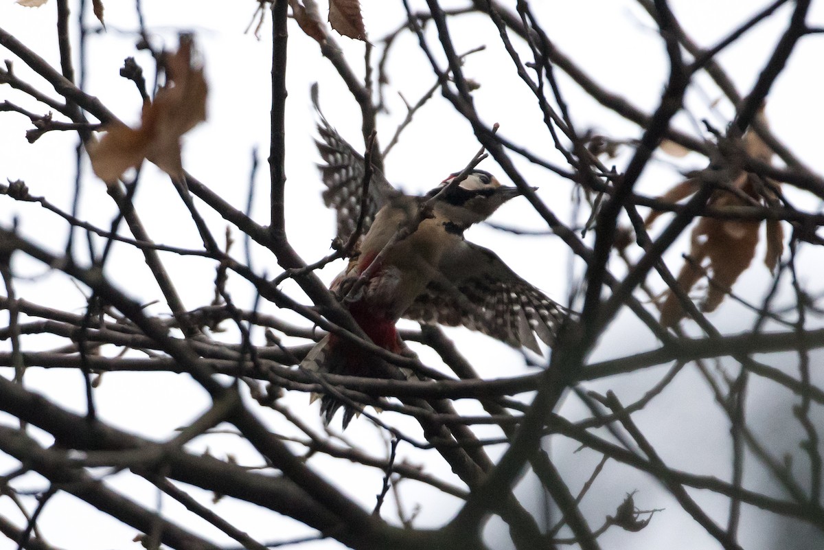 Great Spotted Woodpecker - Steve Kelling