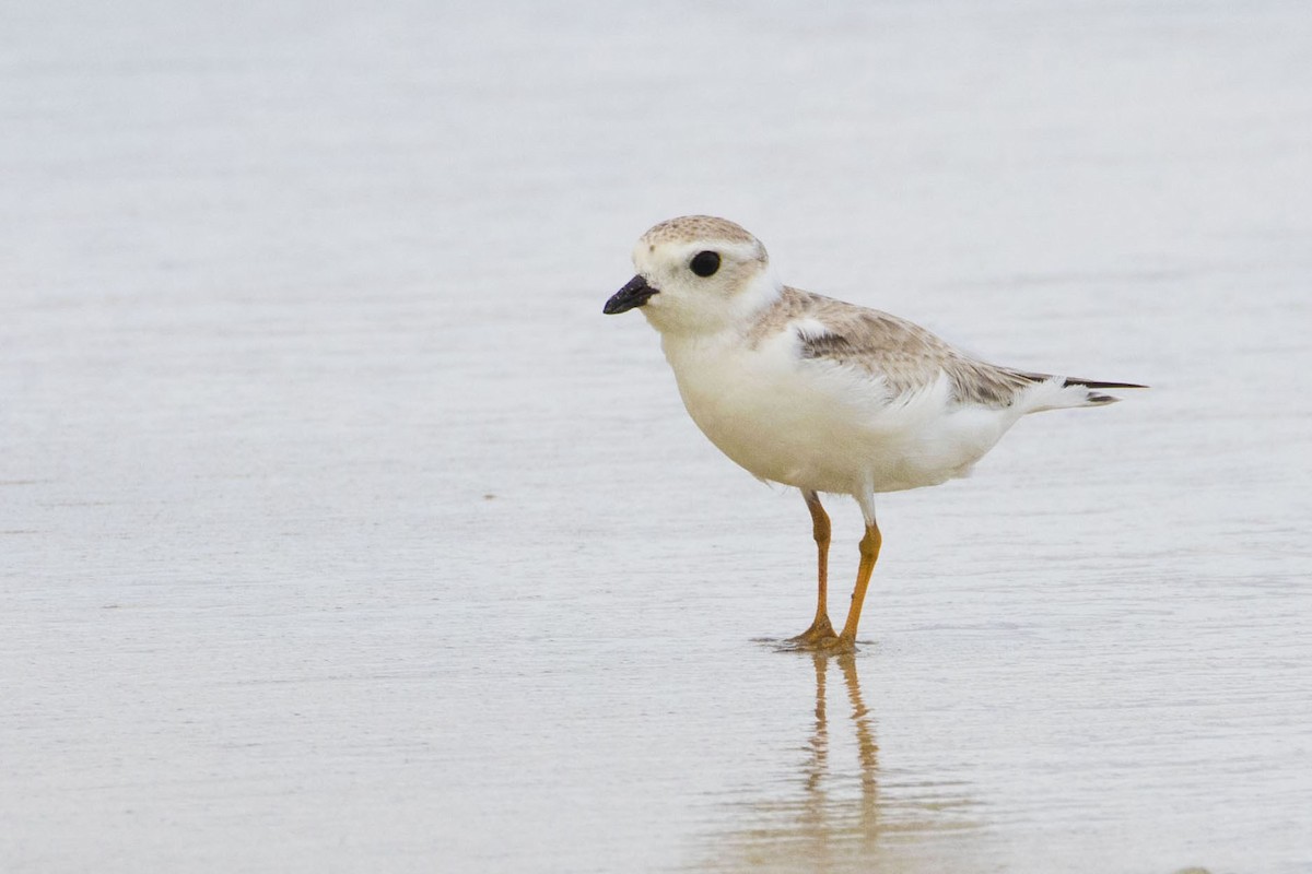 Piping Plover - Amarilys Lebron
