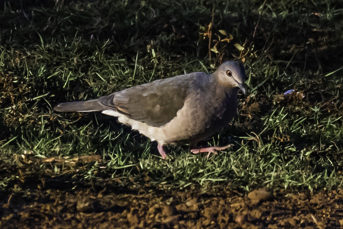 White-tipped Dove - Amed Hernández