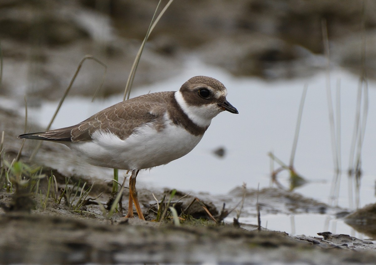 Semipalmated Plover - ML257730931