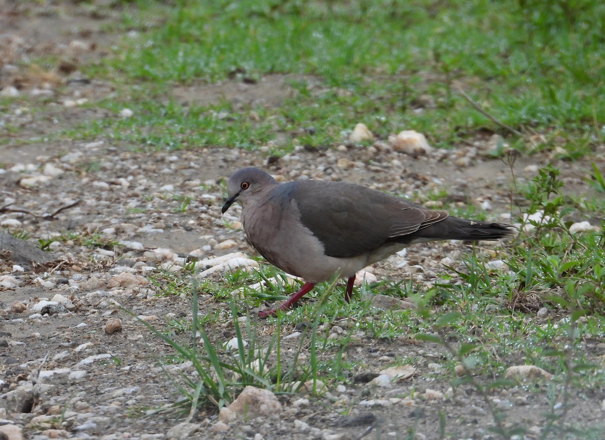 White-tipped Dove - Raul Ibarra
