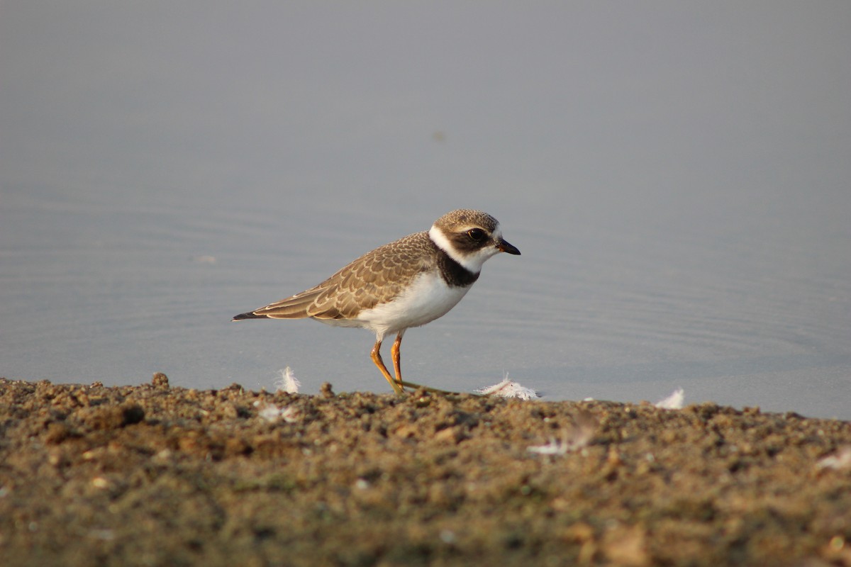 Semipalmated Plover - Hilary Turner