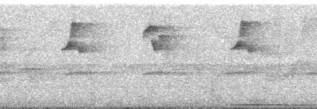 Пестрогрудый тираннчик - ML257733