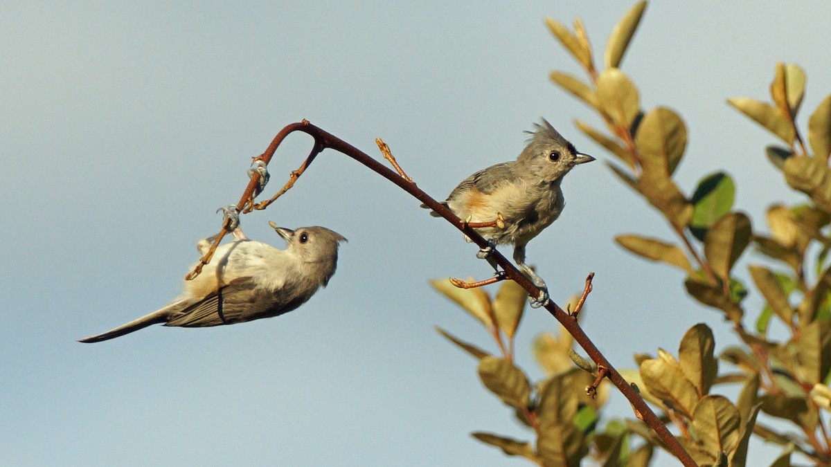 Tufted Titmouse - Skipper Anding