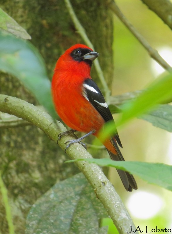 White-winged Tanager - ML257737741