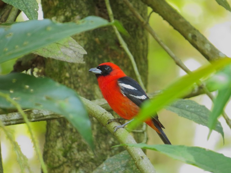 White-winged Tanager - ML257737751